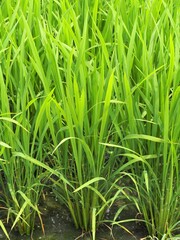 田んぼに育つ青々とした稲