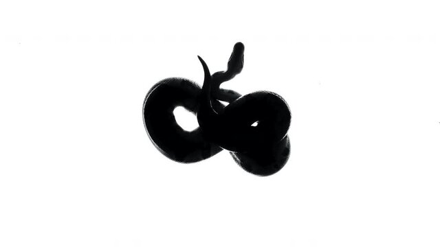 Shooting of black python silhouette on white, camera from bottom