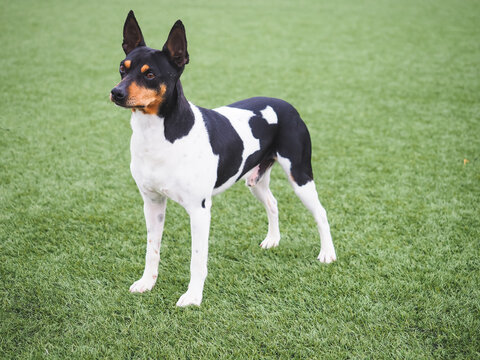 Gos Rater Valencia Spanish purebred dog