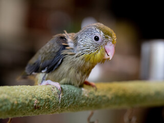 Selective focus. Baby bird parrot parakeet forpus olive color stand on toy branch. Pattotlets