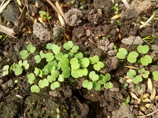 the first small shoots of arugula, the first greens in the garden
