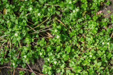 Full frame texture background view of common chickweed flowers (Stellaria media) with tiny white...