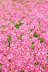 花満開
