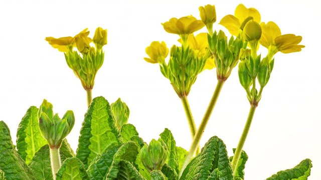 Beautiful Timelapse of yellow Primula, Primrose. Flower Blooming on white Background. 4K. Holiday, love, birthday design backdround