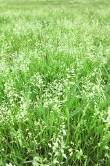 白い草
