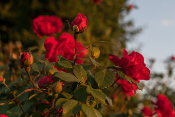 Garden with red roses at sunset. Caring for garden roses - concept.