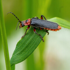 Käfer auf Grashalm