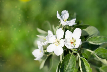 Summer green background. White flowers of an apple tree close-up on a background of green leaves. Soft focus