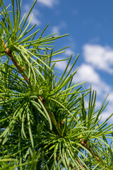 larch branches against blue sky