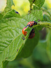 Several Colorado beetle larvae eat the potato leaf. Close up. A bright vertical illustration about agriculture and plant protection from bugs and pests. Side view in profile. Macro