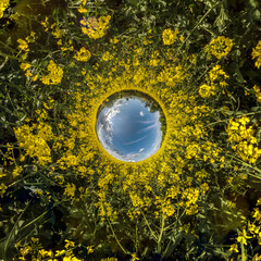 blue sky ball surrounded by yellow rapessed flowers. Inversion of tiny planet transformation of...