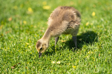 Canadian gosling eating grass. Close-up