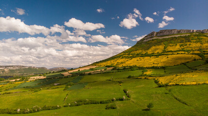 Obraz premium Genista blossom, in the mountains of Northern Spain