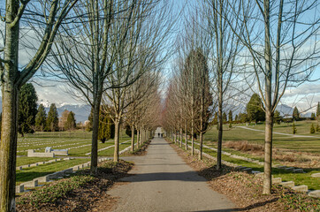 Trees along the path in winter