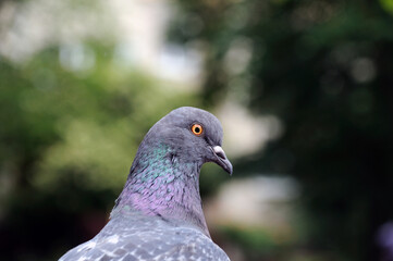 head of a pigeon on the background of green forest