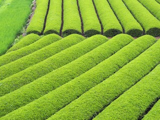 日本の茶畑の風景（京都府和束町）