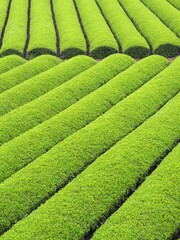 日本の茶畑の風景（京都府和束町）