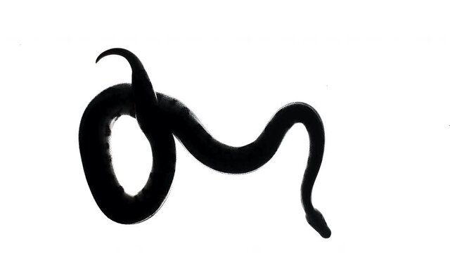 Shooting of black snake silhouette on white background
