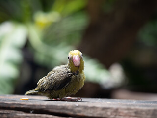 Selective focus of baby bird parrot parakeet forpus olive color in the garden. Pattotlets