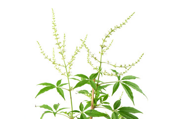 Chinese chaste or vitex negundo flowers and green leaves isolated on white background.