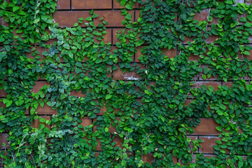 Fototapeta na wymiar green ivy or vine plant growing on antique brick wall of the abandoned house. climbing plant, Retro style background