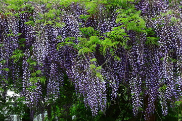 初夏の北上展勝地