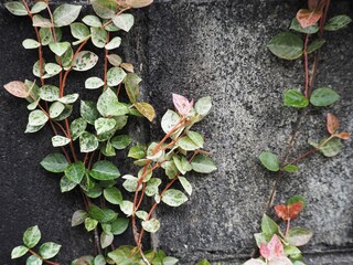 壁を這うハツユキカズラの美しい葉