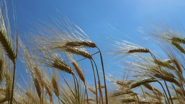 wheat, sky, ear, field, yellow, wheat, nature, ripe, sky, summer, landscape, gold, crop, cereal, cloud, agriculture, farm, grain, blue, sun, bread, plant, growth, 
harvest, rural, food, background, ea