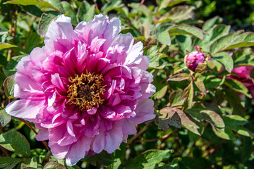 white-pink colored peony
