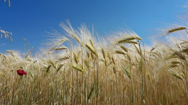 wheat, sky, ear, field, yellow, wheat, nature, ripe, sky, summer, landscape, gold, crop, cereal, cloud, agriculture, farm, grain, blue, sun, bread, plant, growth, 
harvest, rural, food, background, ea