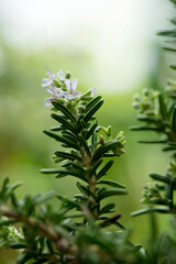 Rosemary flowers and green leaves on nature background.