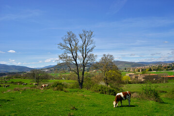la vache montbéliarde sur l'herbe des monts du Massif Central, département de l'Ardèche en...