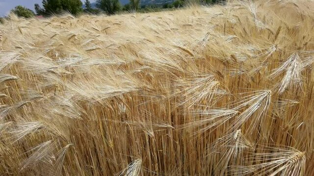 wheat, sky, ear, field, yellow, wheat, nature, ripe, sky, summer, landscape, gold, crop, cereal, cloud, agriculture, farm, grain, blue, sun, bread, plant, growth, 
harvest, rural, food, background, ea