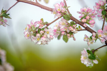 appletree blossom branch in the garden in spring
