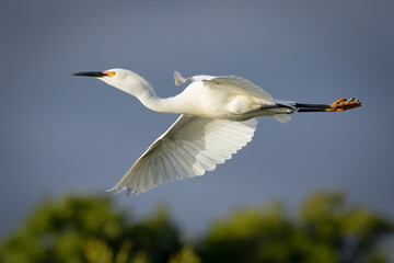 Egret