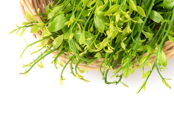 Melientha suavis Pierre branch green leaves isolated on white background.