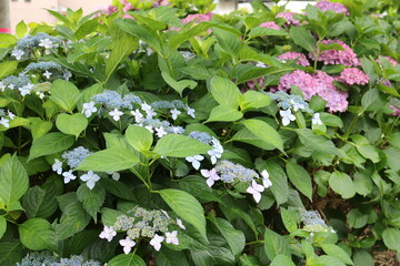 星の形をした花を咲かせる紫陽花