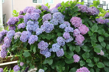 たくさんの薄紫色のきれいな紫陽花ガ咲いている