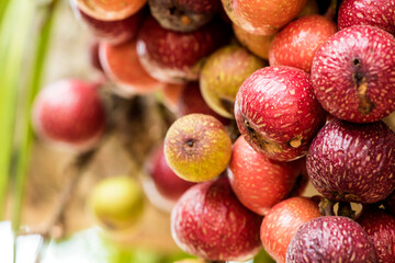 Red cluster fig or ficus racemosa fruits on tree and on nature background.
