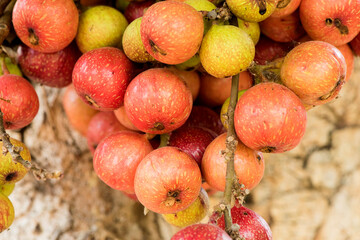 Red cluster fig or ficus racemosa fruits on tree and on nature background.