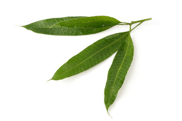 Mango green eaves isolated on white background.