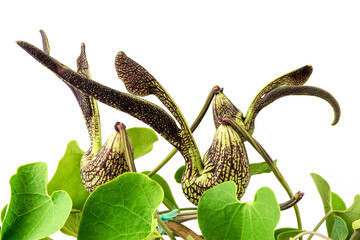 Aristolochia ringens  flowers and green leaves isolated on white background.