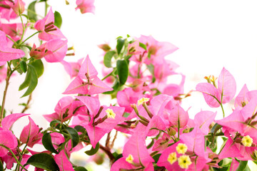 Pink bougainvillea flowers, blooming in summer 