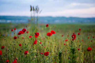 field of poppies