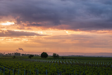 vineyard in the sunrise