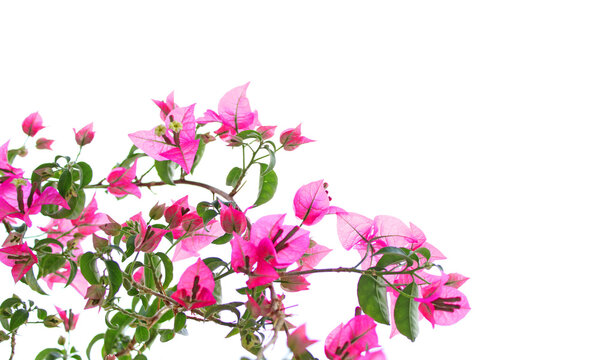 Pink bougainvillea flowers, blooming in summer
