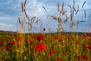poppy field in summer