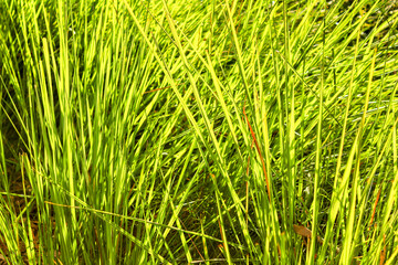 Texture of green leaves in the nature