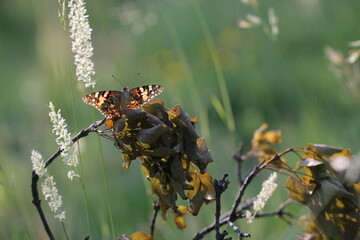 una farfalla su un ramo secco