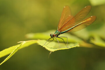 Fototapeta na wymiar una libellula su una foglia